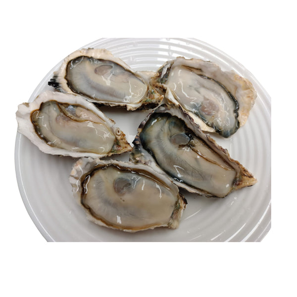 Japanese Hyogo/Iwate Oysters ~100g (Sashimi-Grade Oysters from Iwate Prefecture) カキ (PROMO)