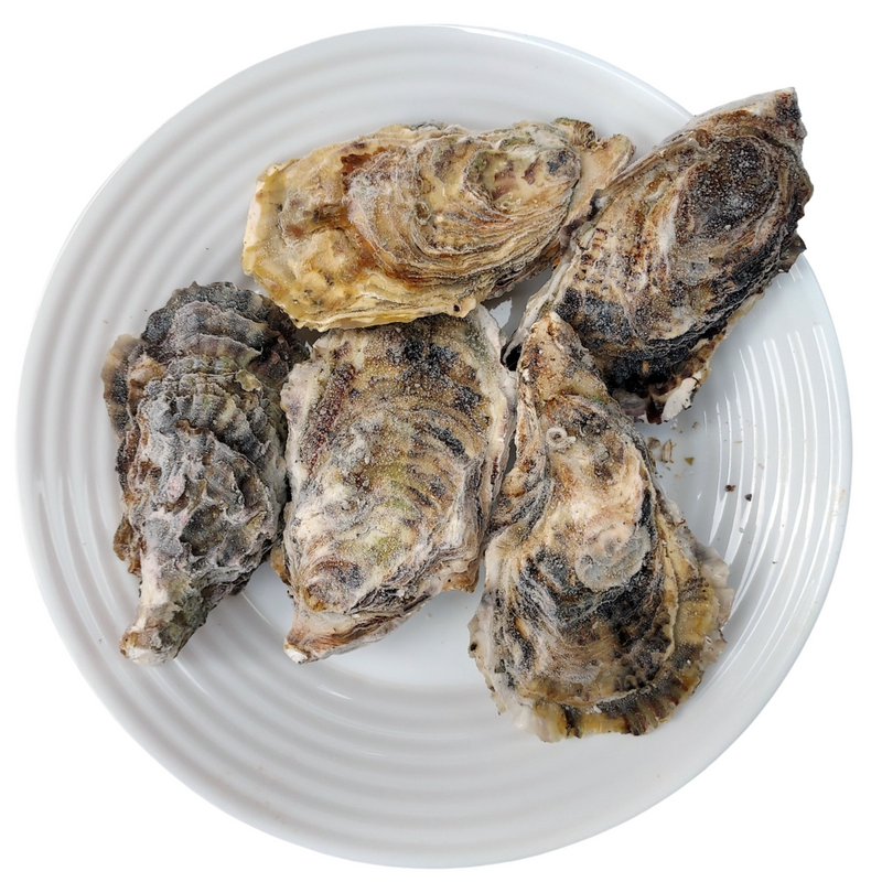Japanese Hyogo/Iwate Oysters ~100g (Sashimi-Grade Oysters from Iwate Prefecture) カキ (PROMO)