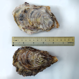 Japanese Hyogo/Iwate Oysters ~110g (Sashimi-Grade Oysters from Hyogo Prefecture) カキ (PROMO)