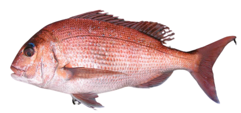 Madai fillet marinated with Yuzu (Red Snapper)