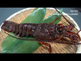Ise Ebi (Spiny Lobster) 600-800g